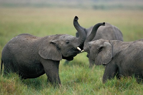 African Elephant (loxodonta africana), Calves Playing, Masai Mara Park in Kenya