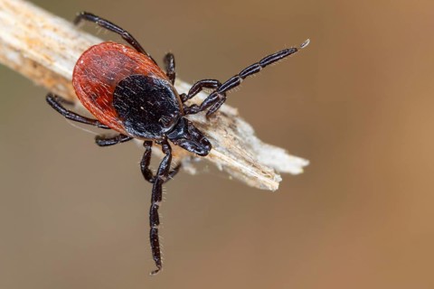 Castor Bean Tick, Ixodes ricinus