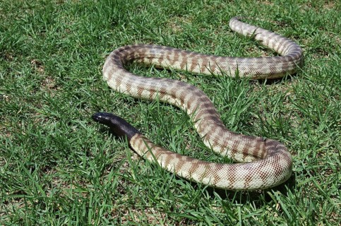 Australian black headed python, Aspidites melanocephalus