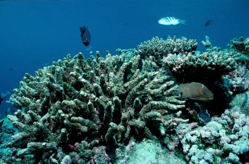 Coral bleaching, coral mortality, Maldives, Indian Ocean