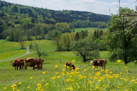 Spring in the Rottal near Wielandsweiler, cow, cattle, buttercup, May, spring, Mainhardter Wald,