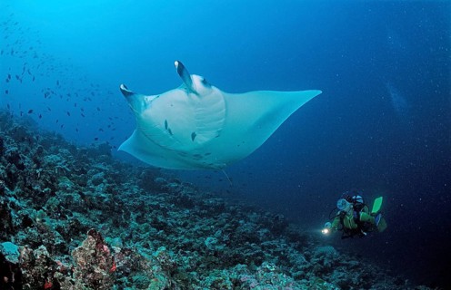 Manta rays and divers, Manta birostris, Maldives, Indian Ocean, Ari atoll, Madivaru