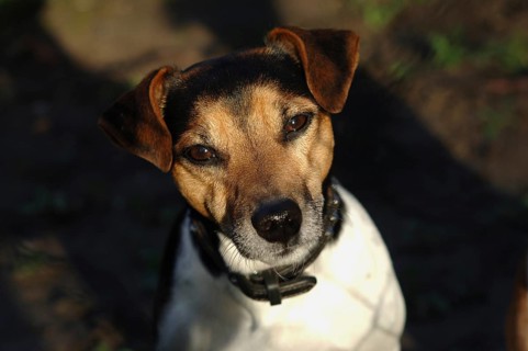 Jack Russel-Terrier Ruede