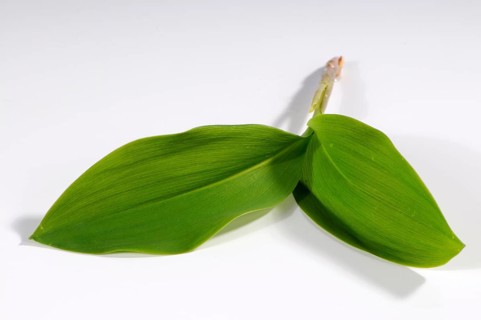 Lily of the valley (Convallaria majalis)