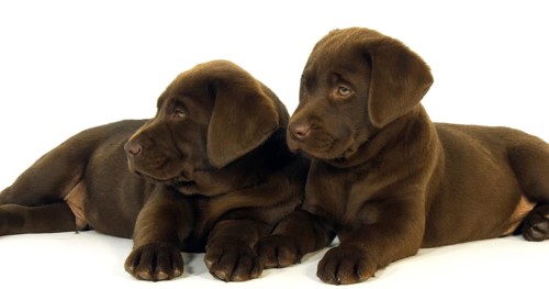 Brown Labrador Retriever, Puppies on White Background, Normandy