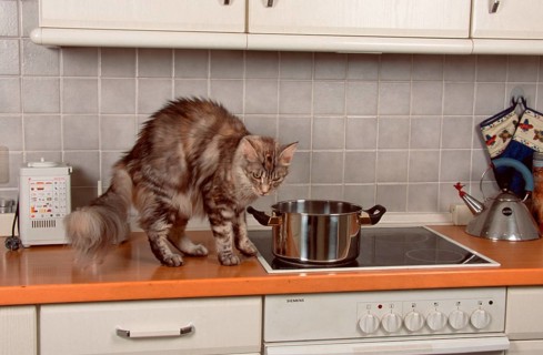 Maine Coon Cat Humps, Detachable, Stove, Oven