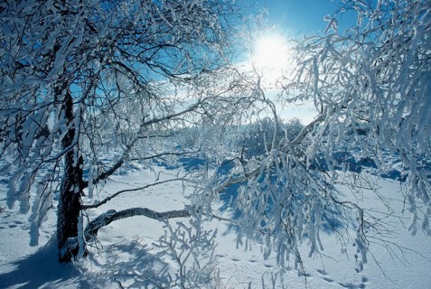 Snow-covered Birch, High Fens, Belgium, Snow-covered Birch, Snow, Belgium