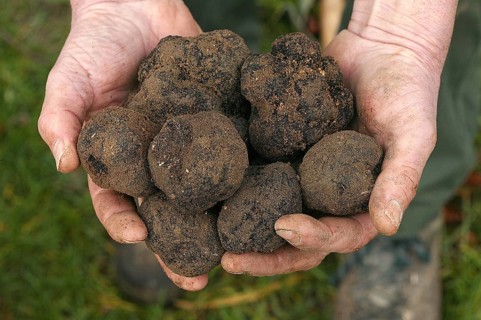 Black truffle (tuber melanosporum), Perigord truffle, Perigord truffle, Perigord truffle, Black