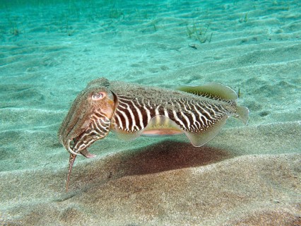 Common cuttlefish (Sepia officinalis)