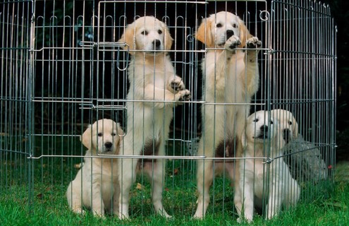 Golden Retriever, puppies in crate
