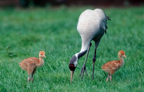 Common Crane (Grus grus) with chicks