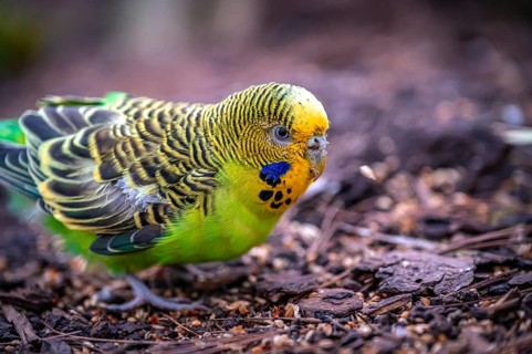 A green budgerigar (Melopsittacus undulatus) with a yellow head examines the ground for food,