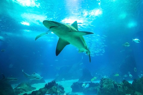 Undersea blue background. Bottom view of white shark in deep ocean. Undersea marine life