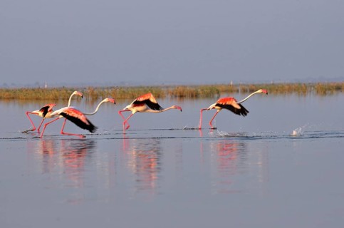 Greater flamingos phoenicopterus ruber, Nalsarovar, Gujarat, India March 2010