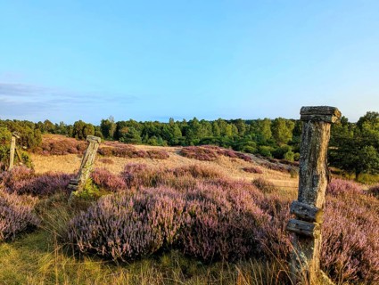Summer and heather blossom in the Lüneburg Heath, on a hike through the nature reserve, near