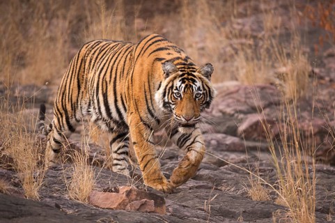 Tiger in Ranthambhore national park, rajasthan, India, Asia