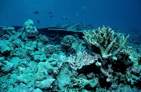 Coral bleaching, coral mortality, Maldives, Indian Ocean