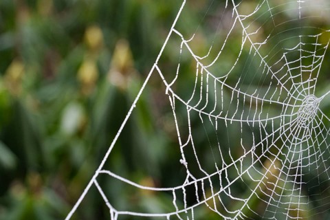 A spider's web covered with frost stands out from the background, wintry, Borken, Münsterland,