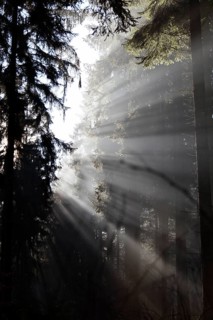 Rays of light fall through coniferous forest on a misty winter morning in the Hunsrück-Hochwald
