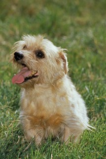 Norfolk Terrier Dog standing on Grass