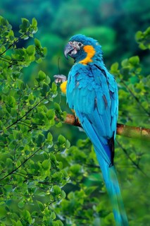 Blue-throated Macaw (Ara glaucolularis)