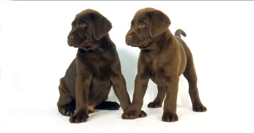 Brown Labrador Retriever, Puppies on White Background, Normandy