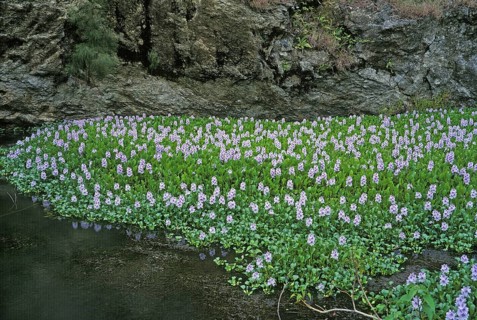Thick-stalked Common water hyacinth (eichhornia crassipes), pikeweed, RIVER COVERED BY WATER