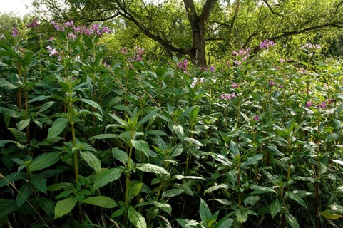 Himalayan balsam (Impatiens glandulifera), Indian balsam, glandular balsam (Balsaminaceae)