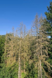 Dry fir trees in the forest near Orscholz near Mettlach, Saarland, Germany