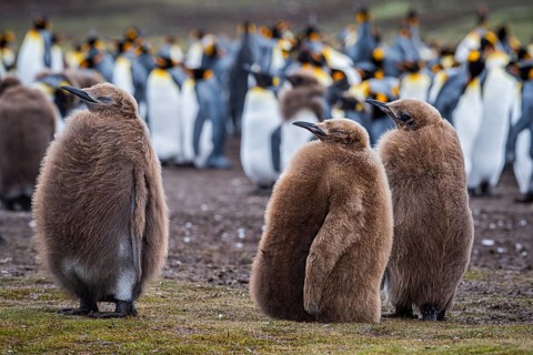 King penguins (Aptenodytes patagonicus), juveniles waiting at the edge of a colony, Volunteer