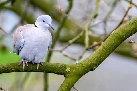 White dove on a branch