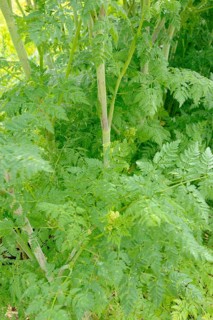 Spotted hemlock, Spotted hemlock (Conium maculatum), Bangenkraut, Blood hemlock, Dollwort, Earth