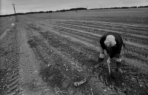 Germany, Trinwillershagen, 16.9.1991, Farmer's wife picking potatoes