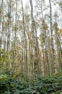 Pioneer plant, new birch forest emerges
