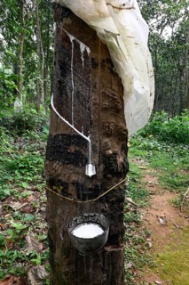 Rubber tree, Para rubber tree (Hevea brasiliensis), harvest, India, Kerala