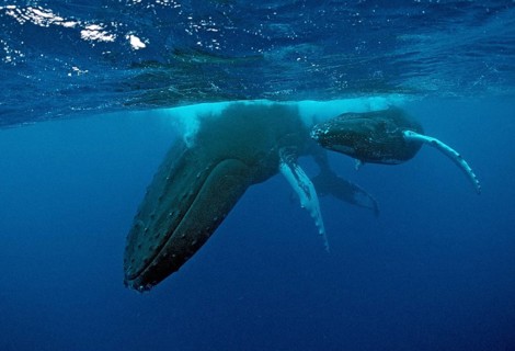 Humpback whale, mother and calf, Megaptera novaeangliae, Rurutu, Pacific Ocean, Tahiti, French