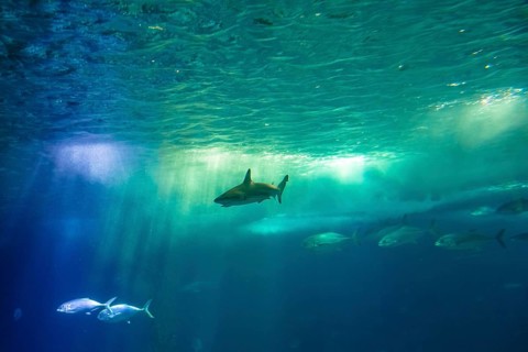Undersea scene background. A shark and tropical fishes in deep blue water. Undersea marine life.
