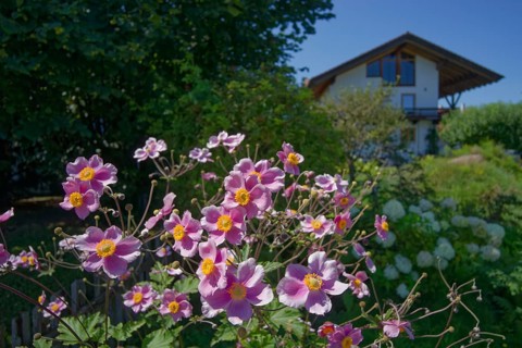 Blooming anemones in Chiemgau, Bernau am Chiemsee, Bernau, summer, August, Chiemgau, Chiemgau Alps,