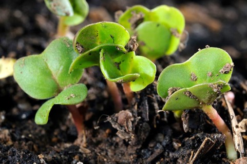 Radish (Raphanus sativus var. sativus), sprouts