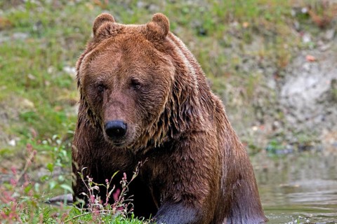 Brown Bear (ursus arctos), Adult standing in Water