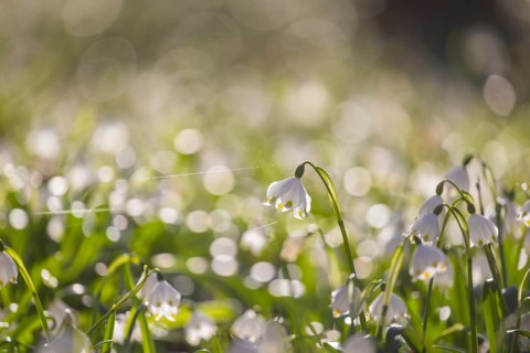 Spring snowflakes (Leucojum vernum) blooming in a riparian forest in Petzschwitz, Pretzschwitz,