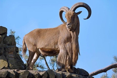 Barbary Sheep (Ammotragus lervia), male