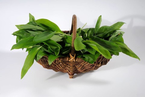 Leaves of wild garlic (Allium ursinum), lily of the valley (Convallaria majalis), autumn linseed