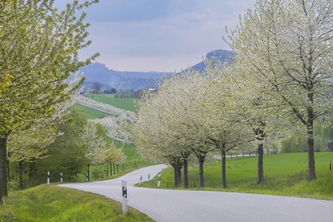 The Kirschallee from Altendorf to Rathmannsdorf with the Königstein Fortress and the Lilienstein on