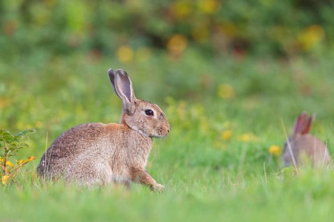 European rabbit (Oryctolagus cuniculus), European rabbit, common rabbit, conejo común, conejo