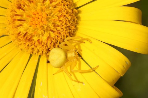 Goldenrod crab spider, yellow form on yellow flower