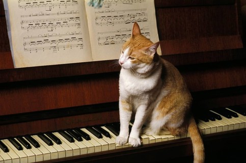 Red and White Domestic Cat, Adult sitting on Piano