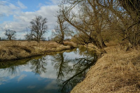 Calm river with reflection of barren trees and cloudy sky, alluvial forest, old Danube, Bogen,