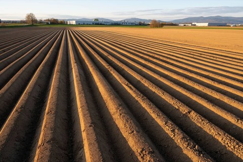 Asparagus field in warm sunset light with emphasised line pattern and texture, Bavarian Forest in