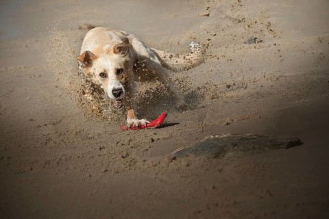 Dog (canis lupus familiaris), female, playing with frisbee on the beach, Elbe, Hamburg, Germany